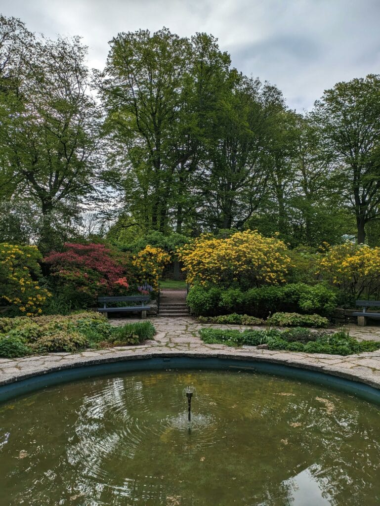Pond Algae