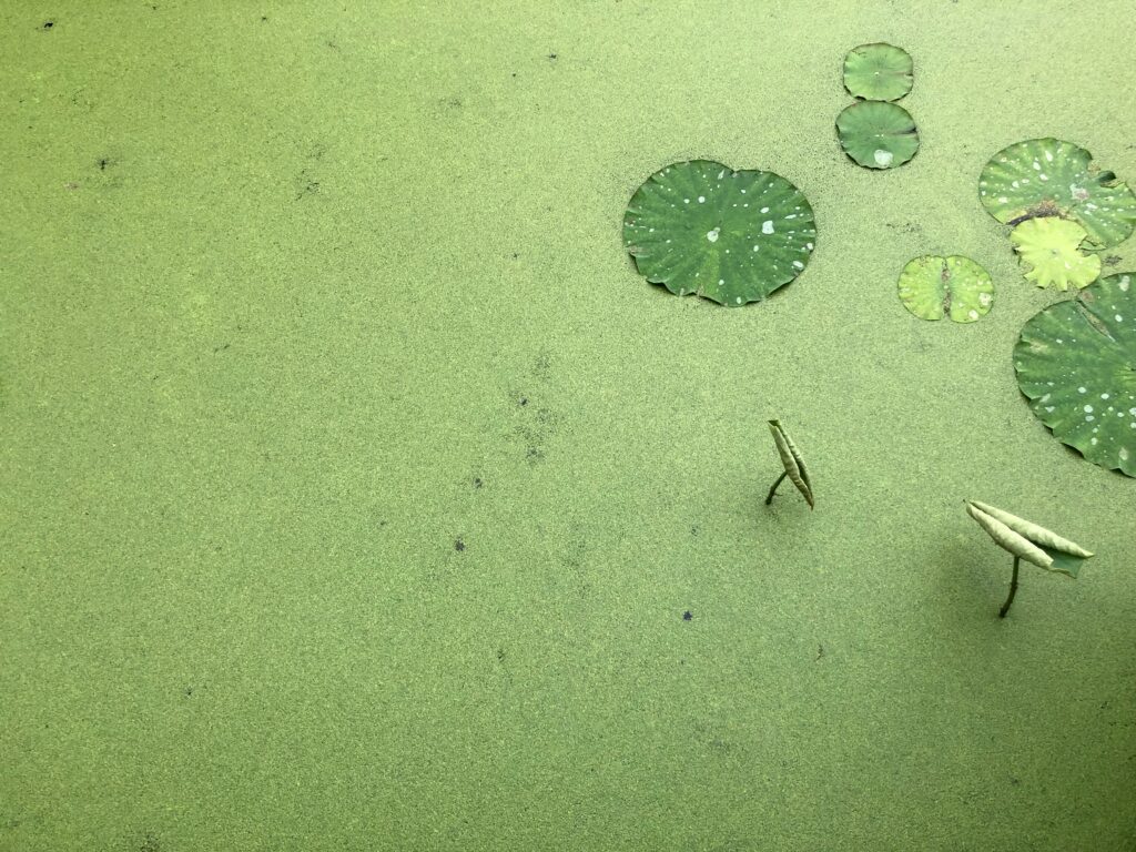 Pond Algae