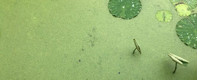 Pond Algae