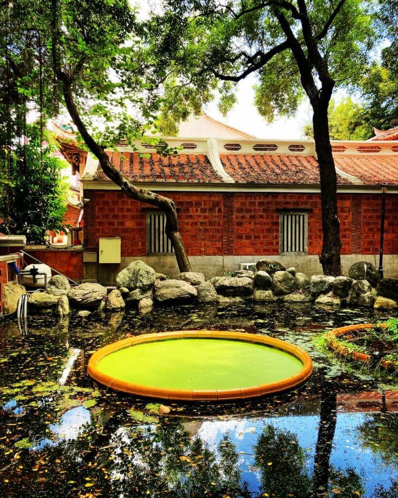 Pond Algae