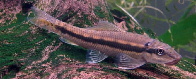 Algae Eating Fish