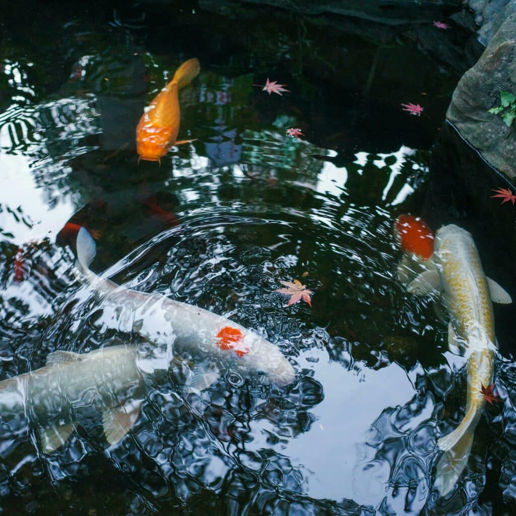 Fishpond