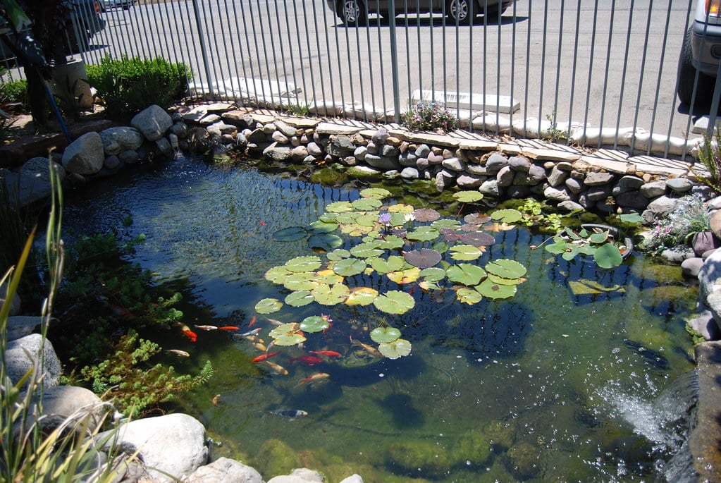 Koi Pond