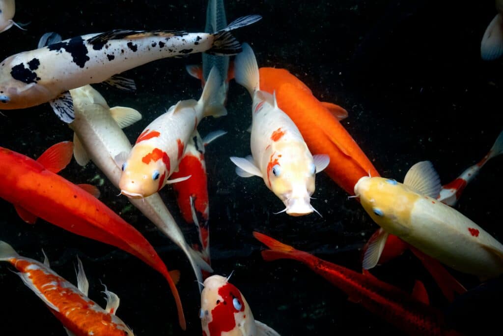 Fish