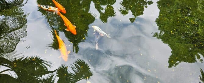 Fishpond