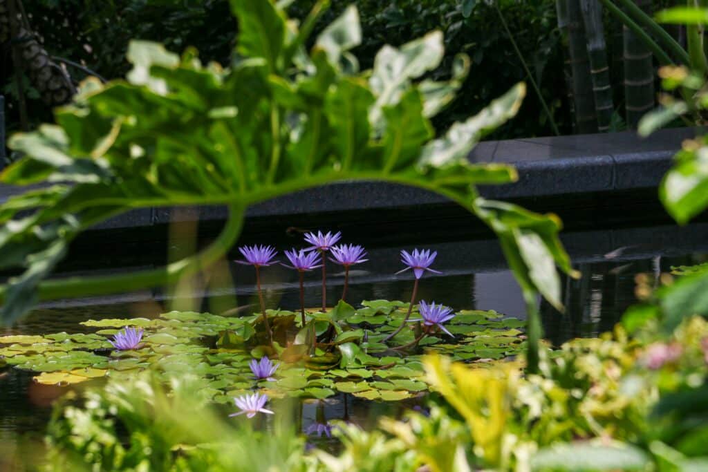 Fish Pond