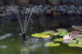 Fish Pond