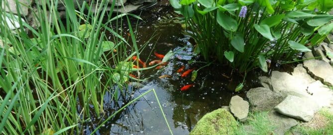 FIsh Pond