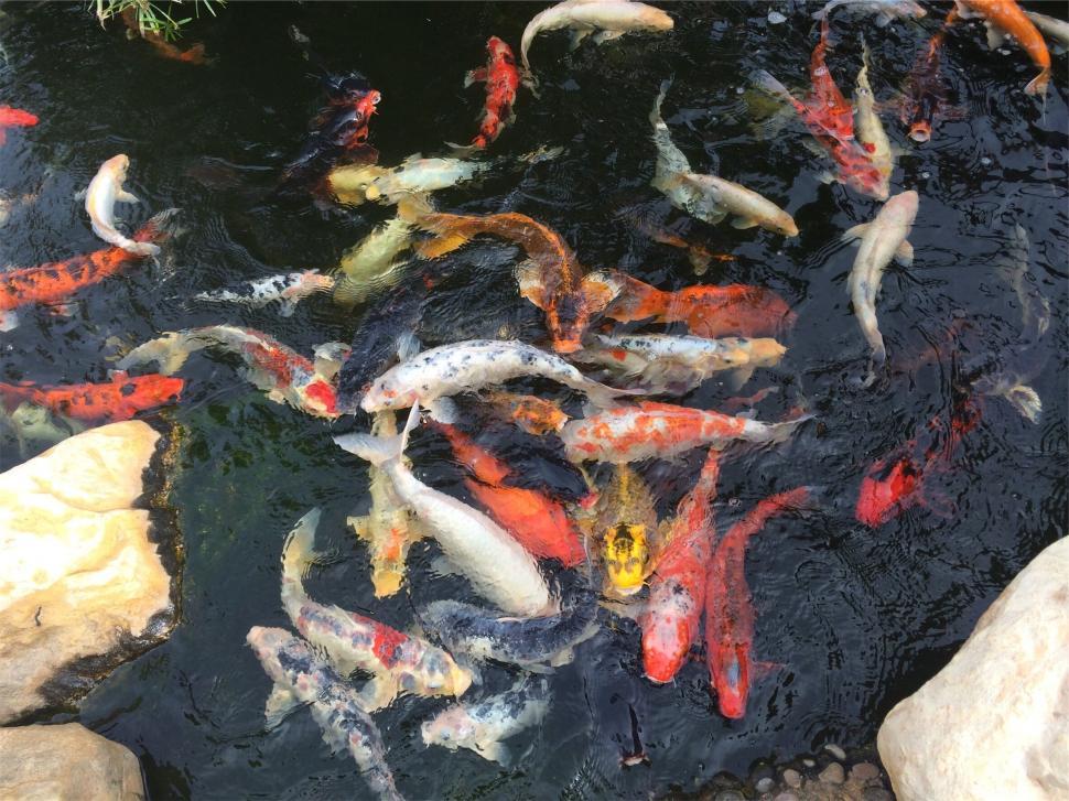 Fish Pond