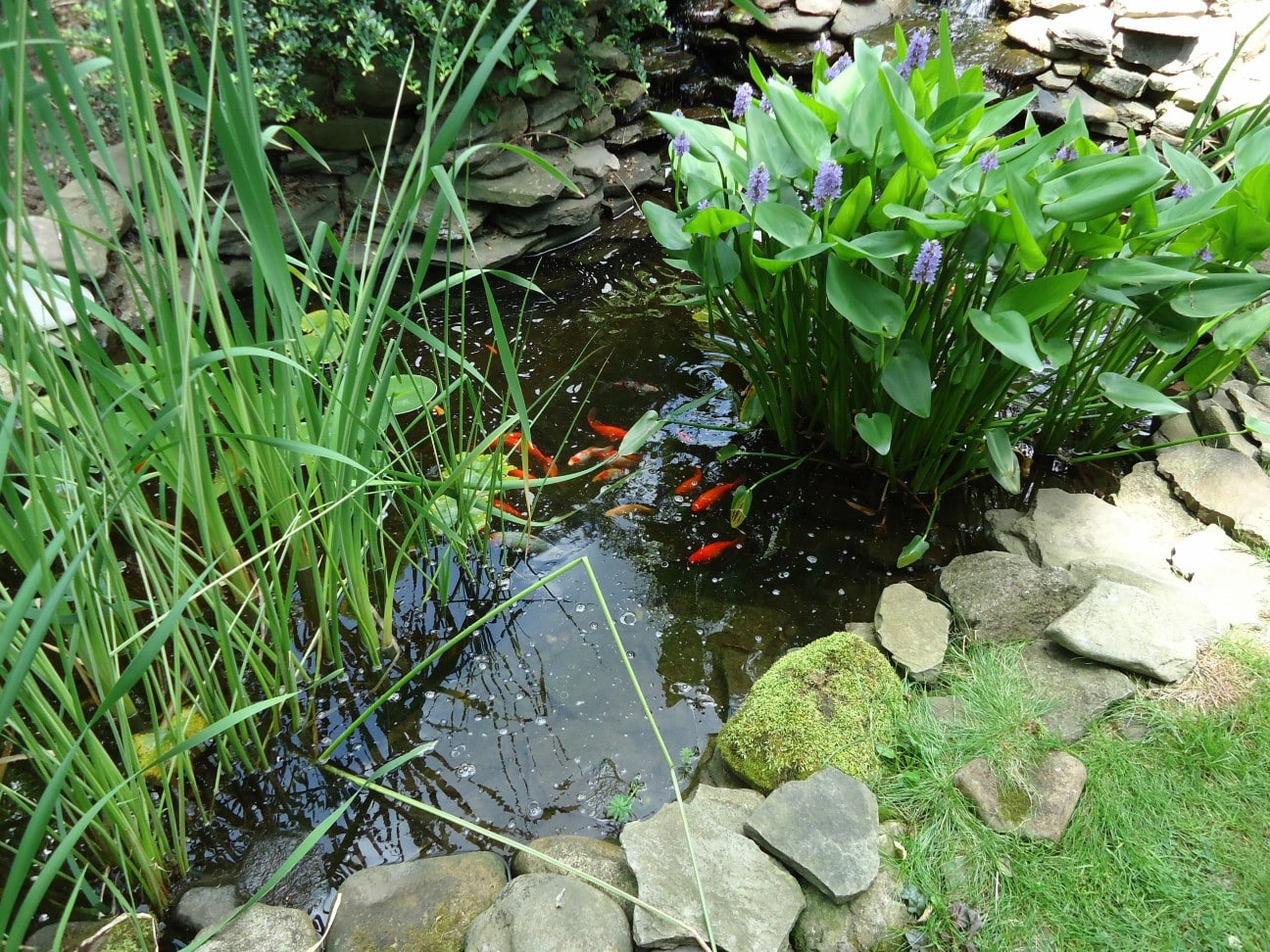 FIsh Pond