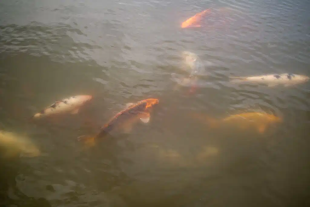 Murky Water