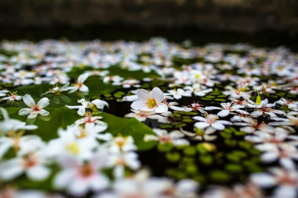 Plants in the Pond