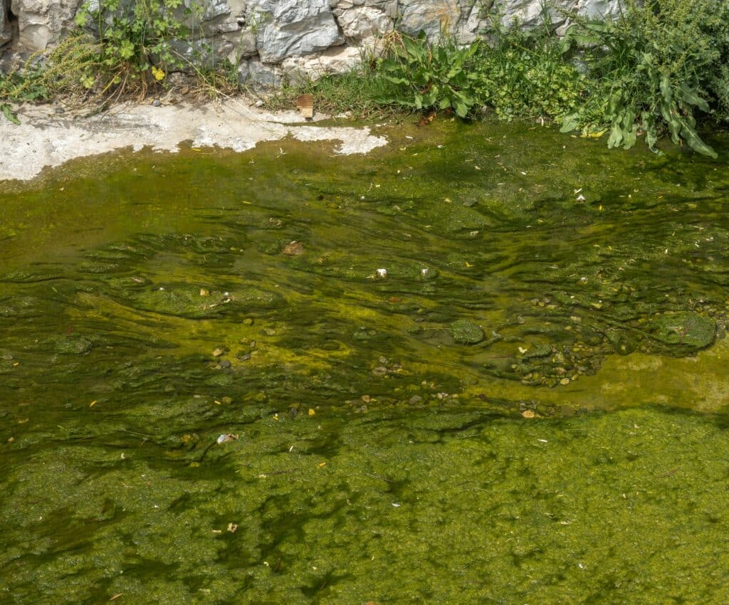 Pond Algae