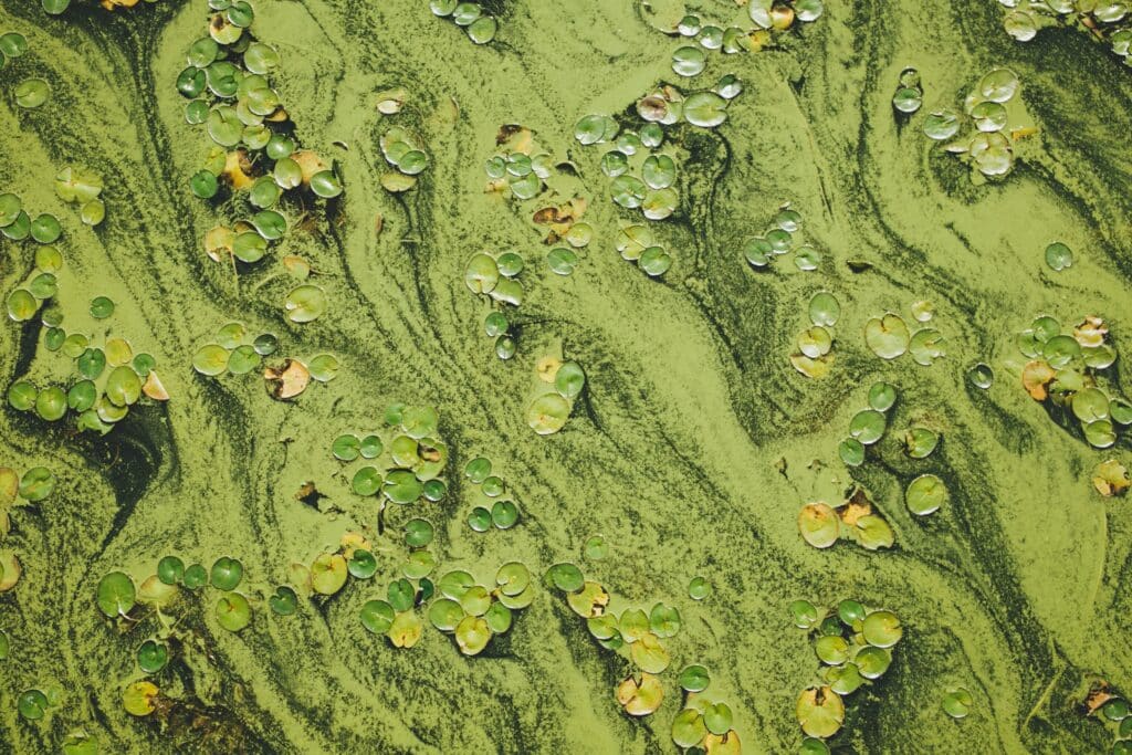 Pond Algae