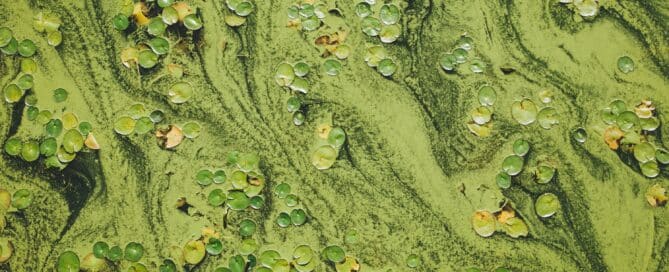 Pond Algae