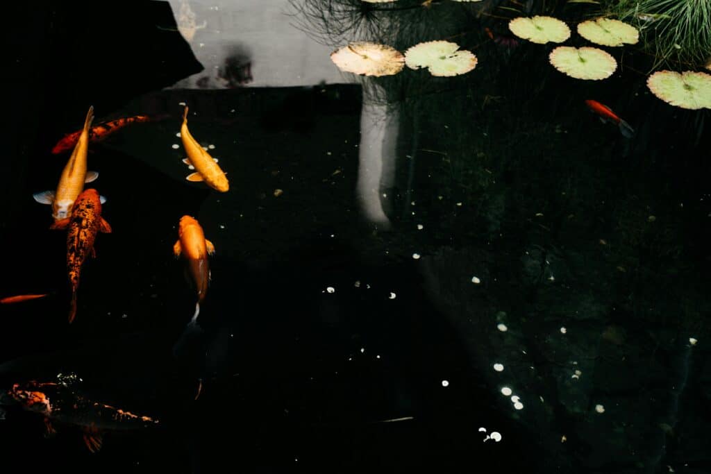 Fishpond
