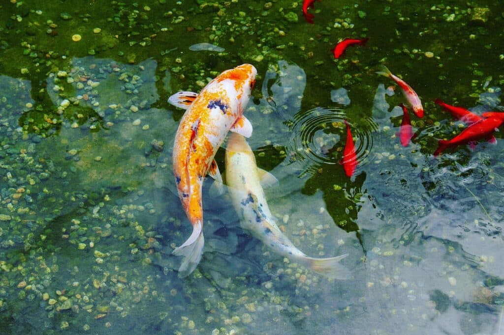 Fishpond