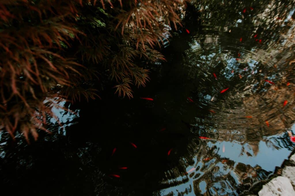Fish Pond
