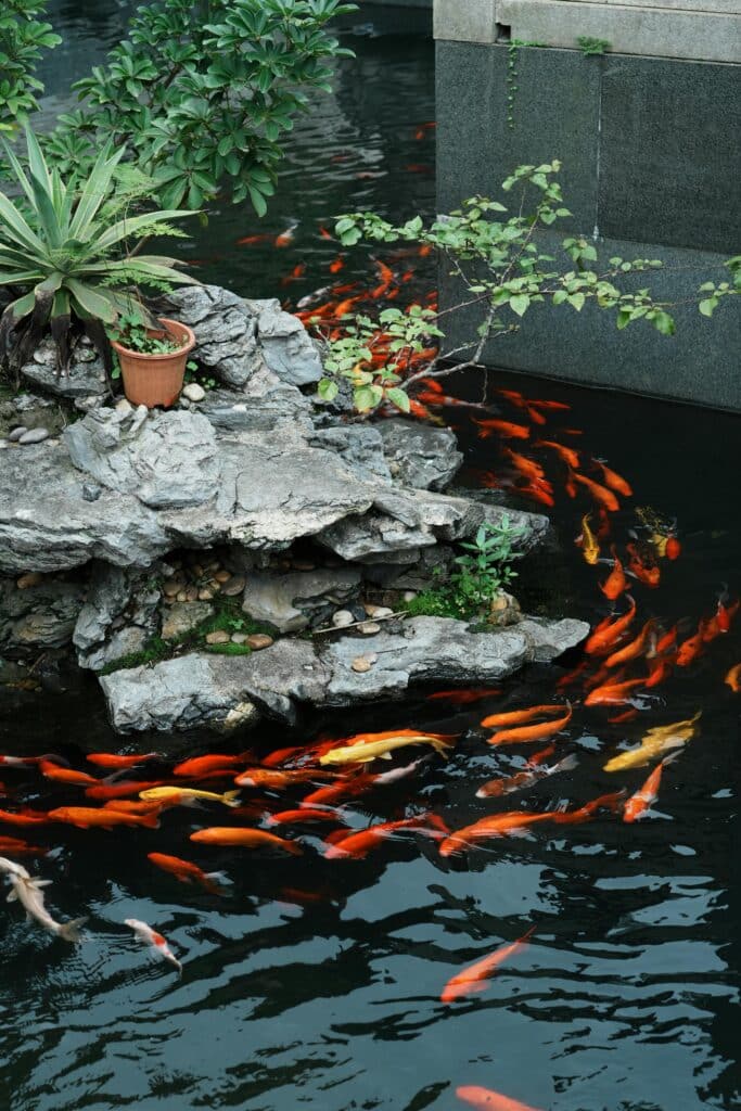 Fishpond