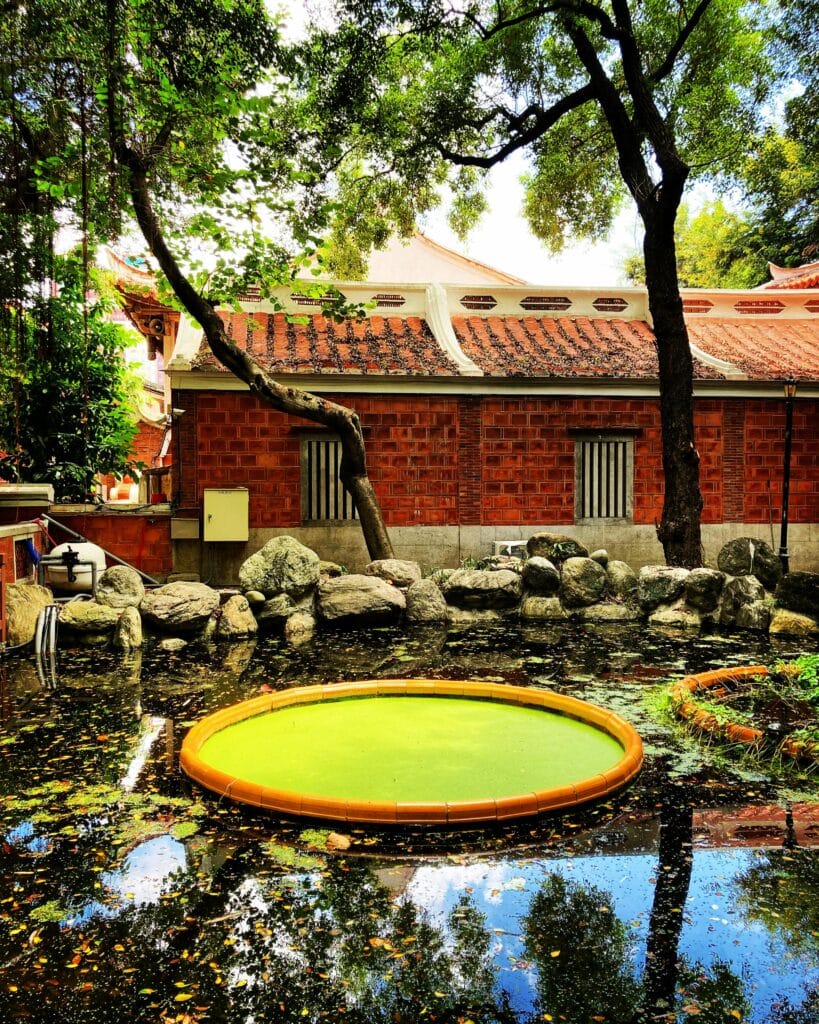 Pond Algae