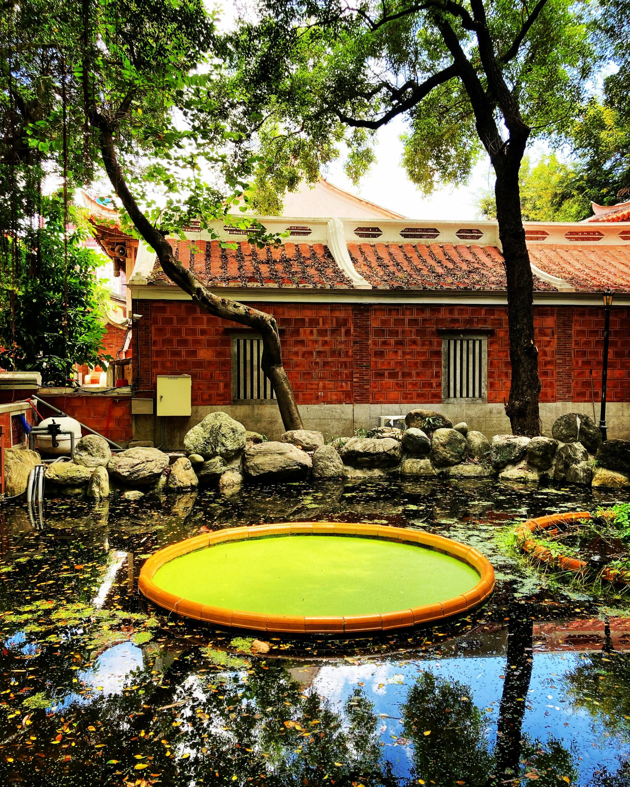 Pond Algae